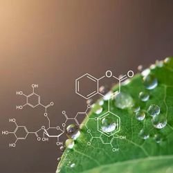 Phytochemical Techniques